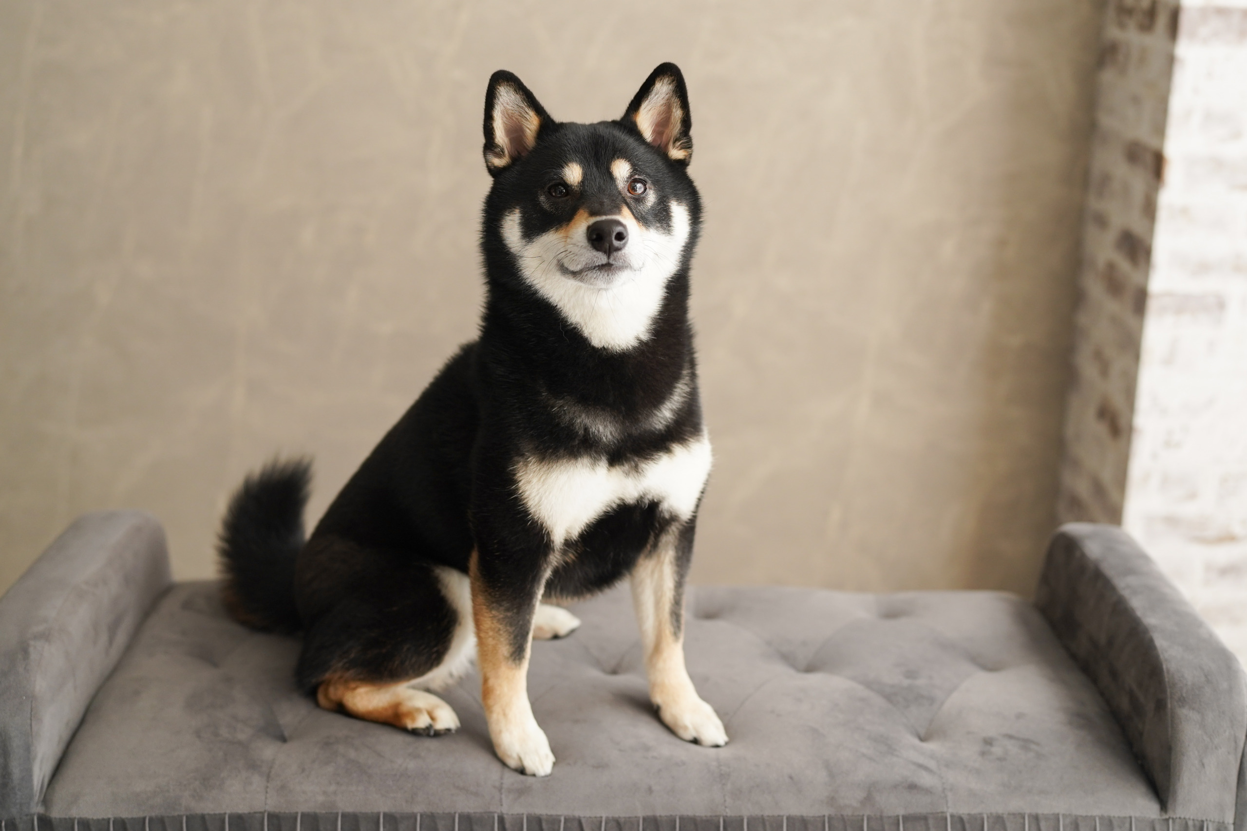 愛犬サンプル写真 MINI JAPAN on X: 