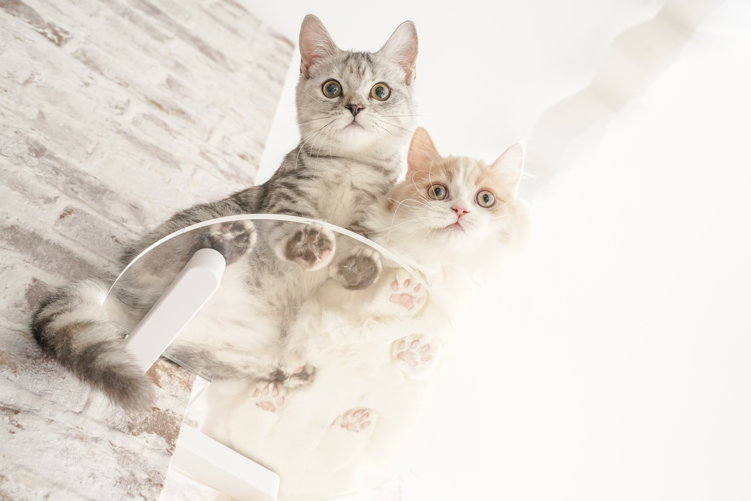 猫ちゃん撮影も
お任せください