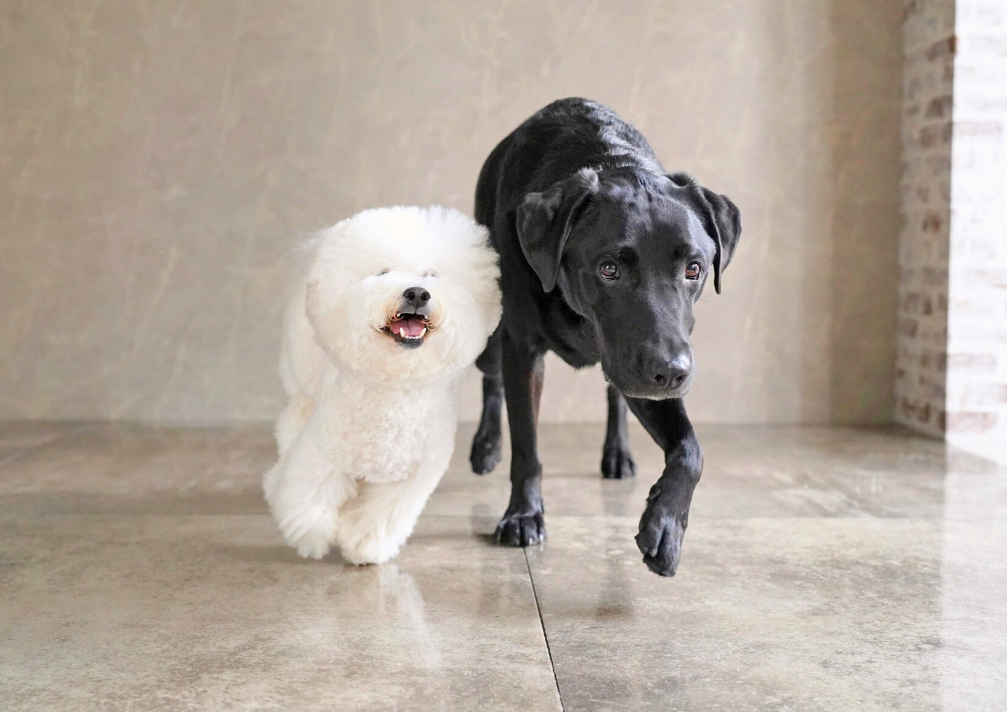 ペット専門写真館
完全自然光で撮影