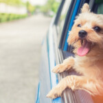 青い車の窓から顔を出す嬉しそうな茶色の犬