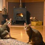 暖炉の近くに集まりこちらを見つめる２匹の猫