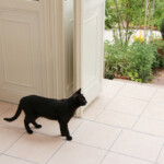 家の入り口で外を眺める黒い猫