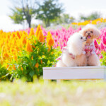 黄色とピンクの花畑を前に白いベンチに座る仲良しなトイプードル