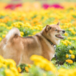 黄色い花畑の中で嬉しそうな顔の柴犬
