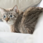 白いソファでくつろぐ青い目の猫