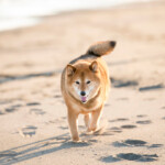 砂浜を楽しそうに駆ける柴犬