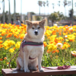 黄色い花畑の前のベンチに座る柴犬