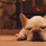 暖炉の前で気持ちよさそうに眠る白いフレンチブルドッグ